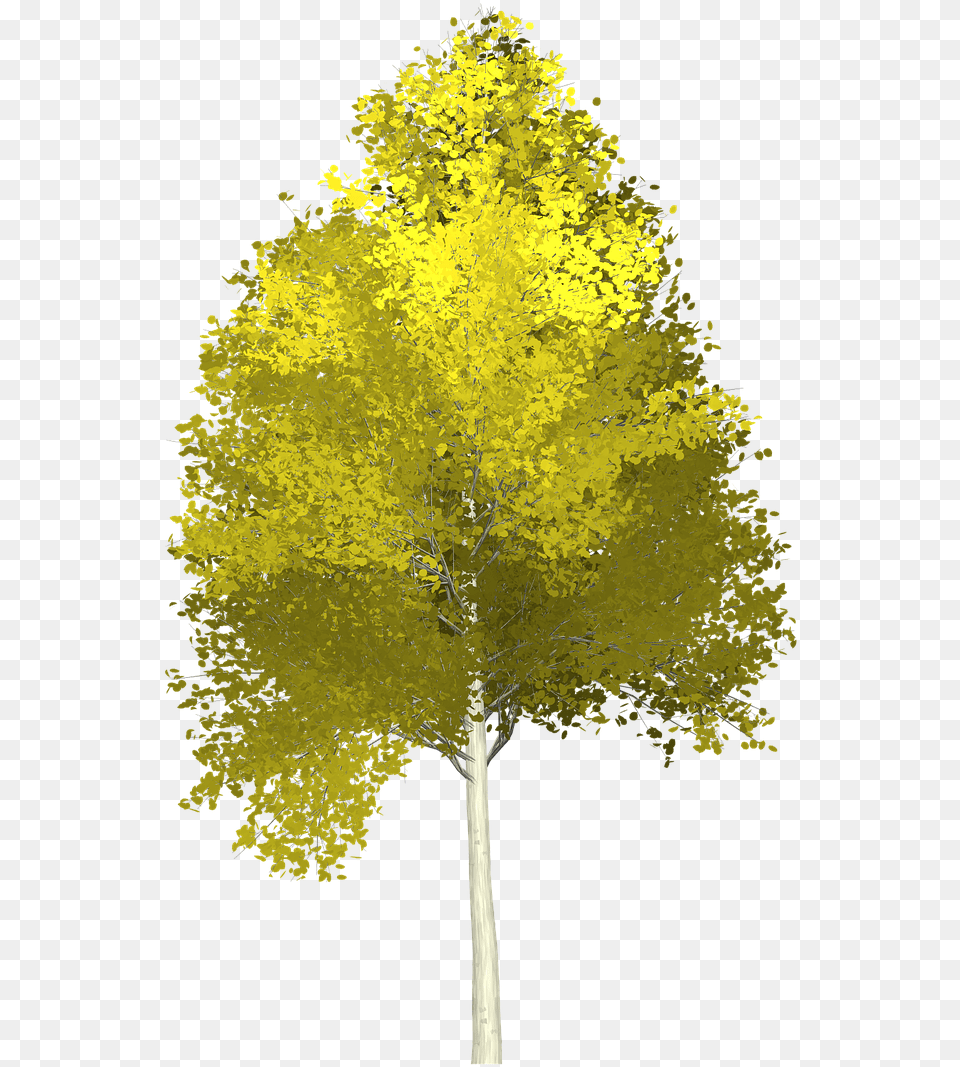 Download Forest Aspen Tree Painted Nature Green Aspen Tree Background, Maple, Plant, Tree Trunk, Leaf Free Transparent Png