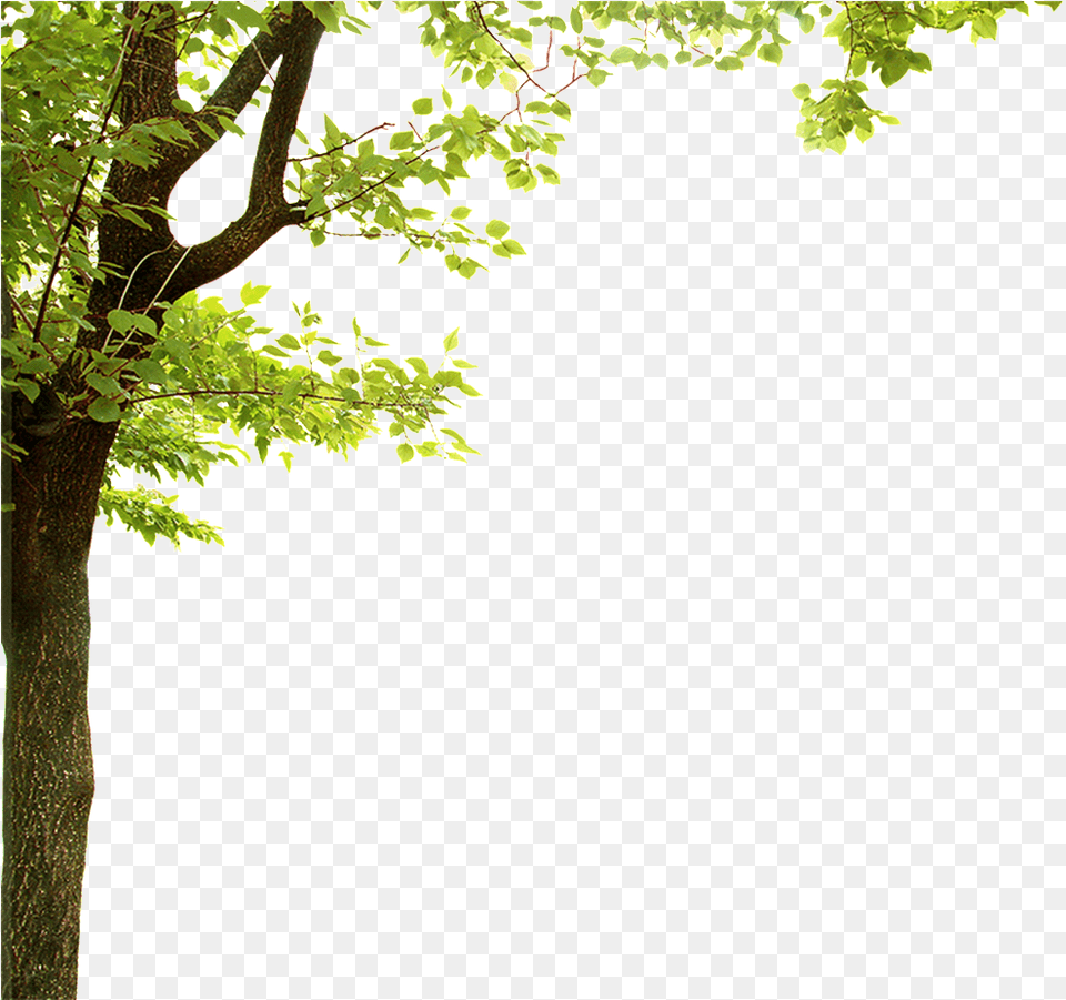 Download Forest Trees Transparent Green Leaf Frame Tree Border Transparent Background, Oak, Plant, Sycamore, Tree Trunk Png