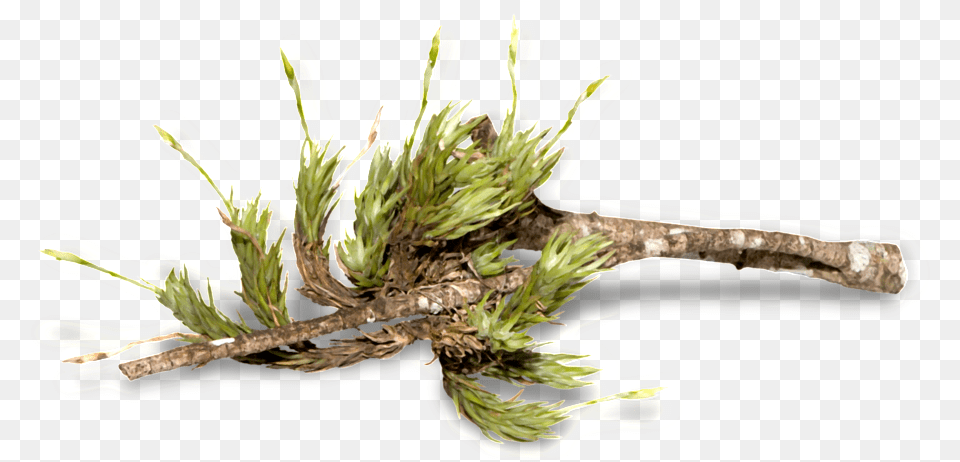 Download Forest Trees Transparent Twig Full Size Hornwort, Tree, Plant, Wood, Food Png Image