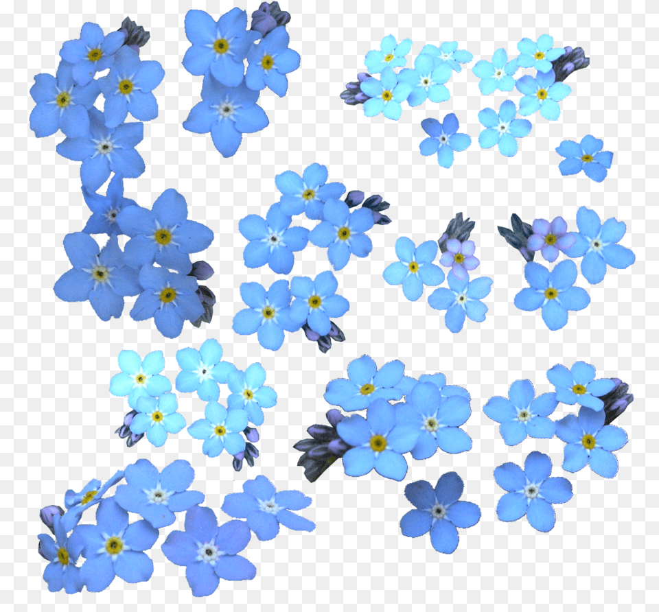 Download Forget Me Not Clipart For Clip Art Forget Me Not Flower, Anemone, Plant, Petal, Geranium Png Image