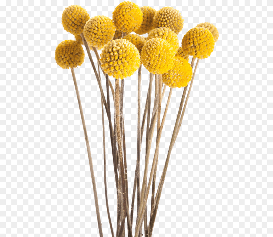 Download Fotki Fall Flowers Dried Yellow Dried Flower Plant, Pollen, Daisy, Anther Free Transparent Png