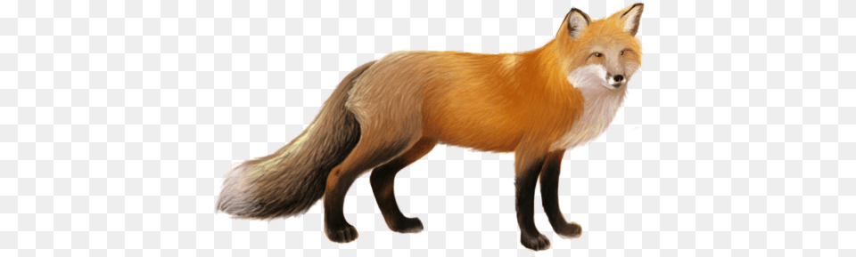 Download Fox, Animal, Mammal, Wildlife, Canine Png