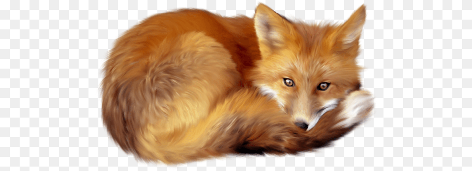 Download Fox 5 Hq In Fox Animal, Canine, Mammal, Red Fox, Wildlife Free Transparent Png
