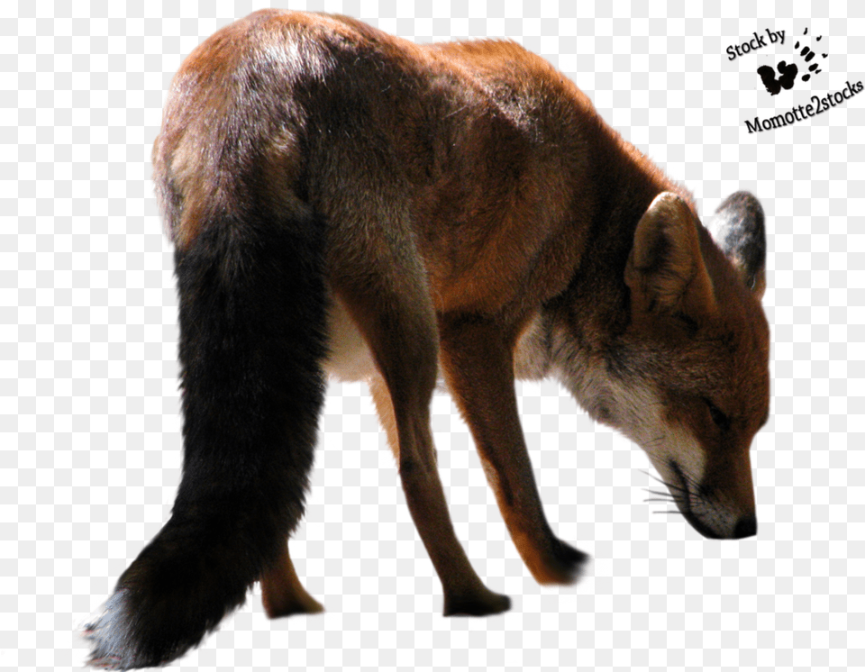 Fox Clipart Hq Image Animals Cut Out, Animal, Canine, Dog, Mammal Free Png Download