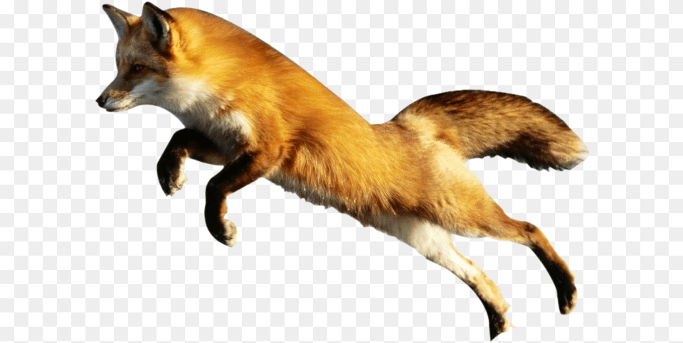 Download Fox Image Animal Pictures With No Background, Canine, Dog, Mammal, Pet Free Png