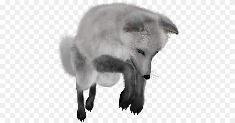 Fox Images Backgrounds White Fox No Background, Animal, Canine, Dog, Mammal Free Png Download