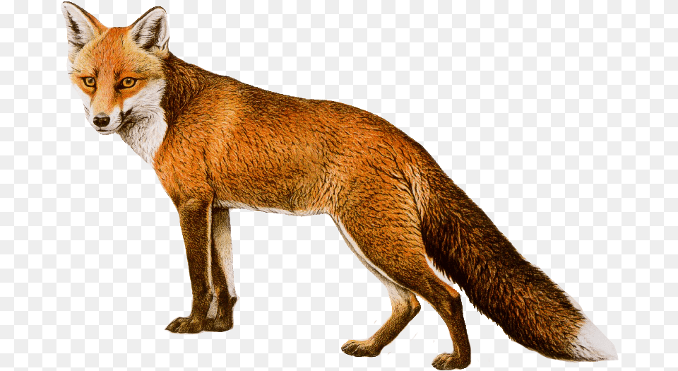 Fox Red Fox, Animal, Canine, Mammal, Red Fox Free Png Download