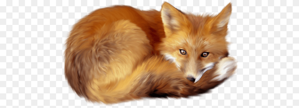 Download Fox With Transparent Background, Animal, Canine, Mammal, Red Fox Free Png
