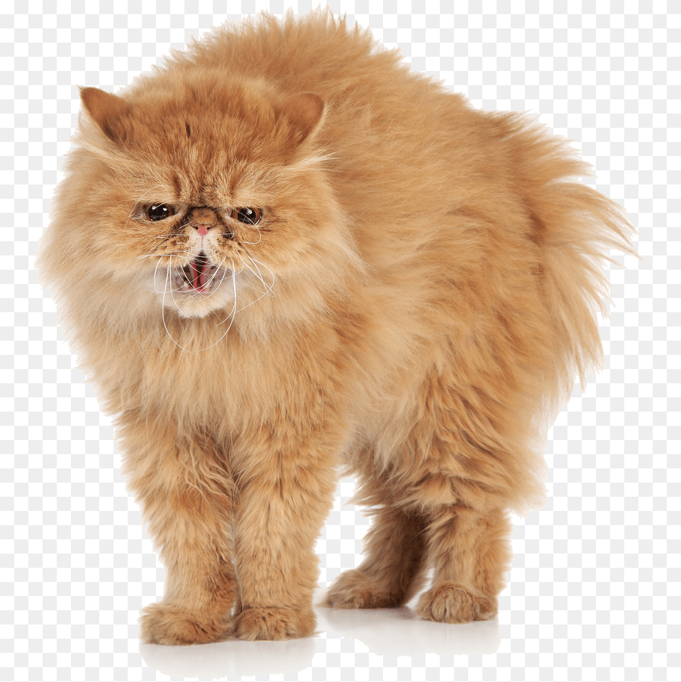 Angry Cat Transparent Images Arts Angry Cat Transparent, Animal, Mammal, Manx, Pet Free Png Download