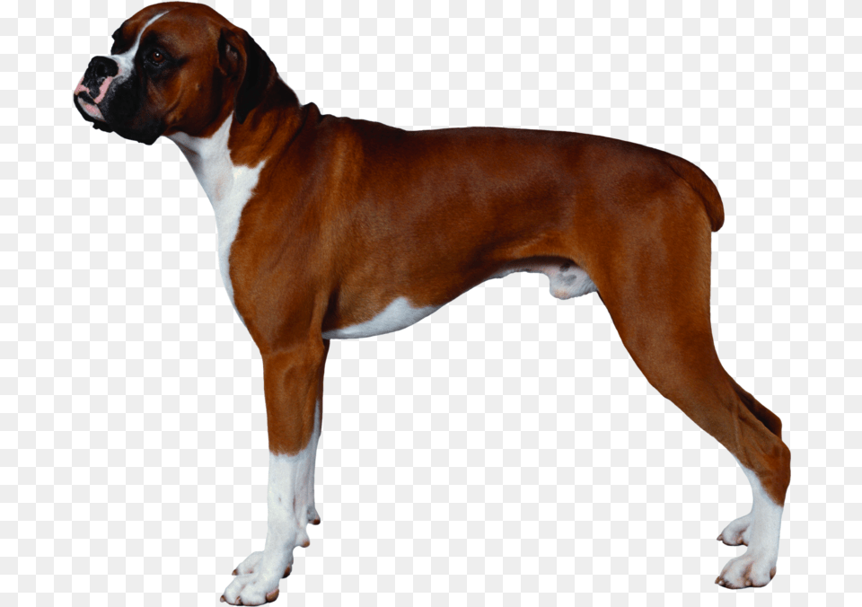 Download Free Background Dogsdogtransparent Dlpngcom Transparent Background Boxer Dog, Animal, Bulldog, Canine, Mammal Png Image