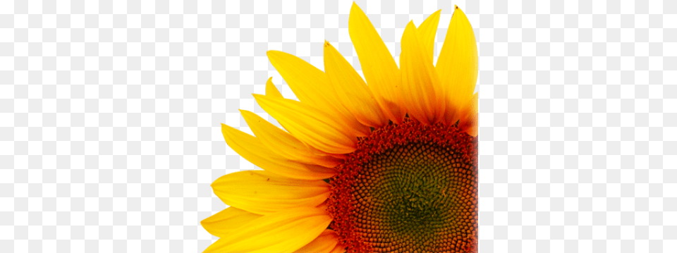 Download Background Sunflowertransparent Dlpngcom Creative Sunflower Flower, Plant Free Transparent Png