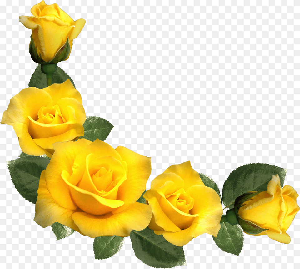 Download Beautiful Yellow Roses Decor Clipart Border Yellow Flower Free Png
