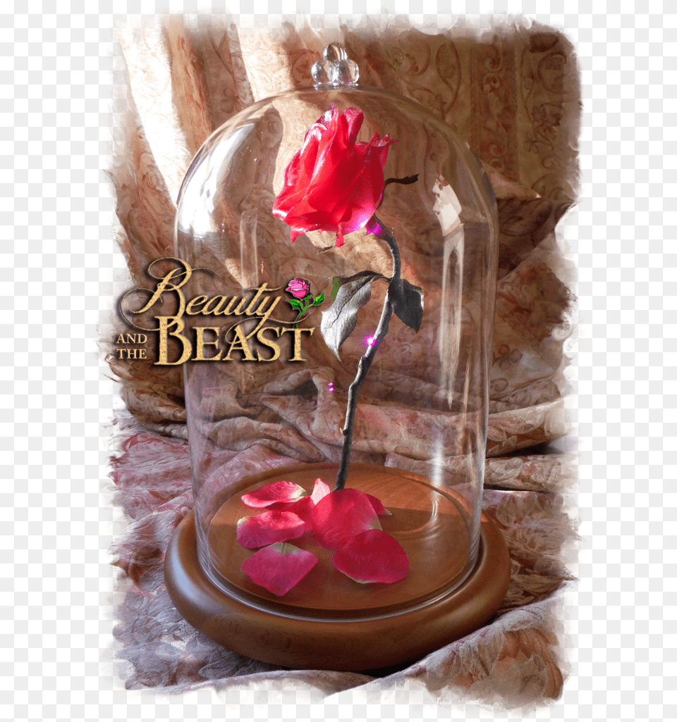 Download Beauty And The Beast Rose In Glass Beauty Artificial Flower, Flower Arrangement, Jar, Petal, Plant Free Png