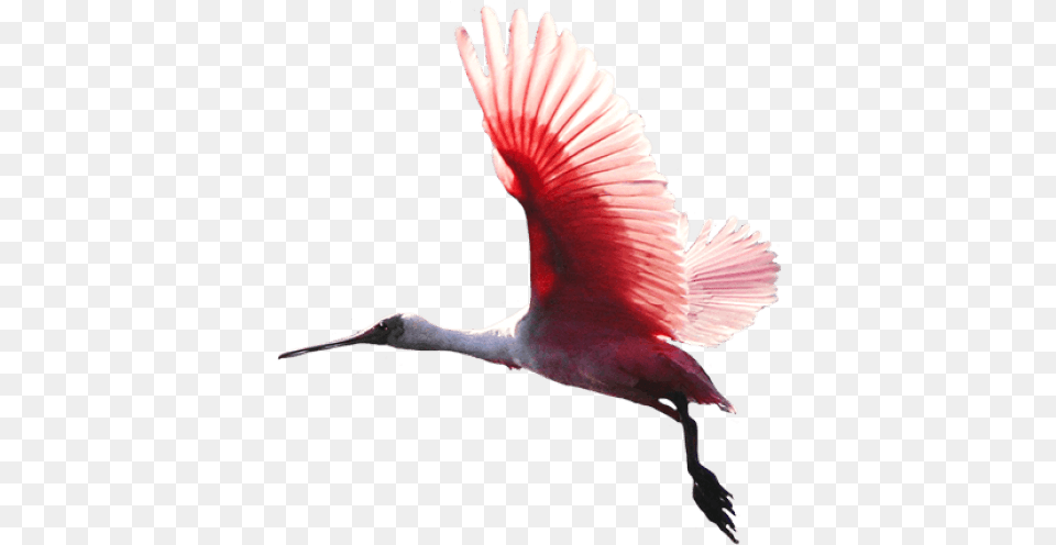 Download Birds Red Bird Colorful Bird Flying, Animal, Crane Bird, Waterfowl Free Transparent Png
