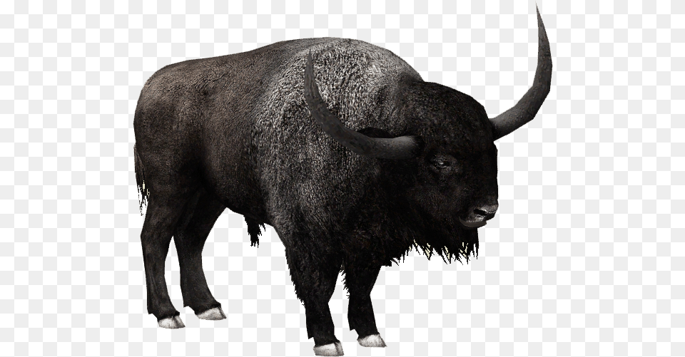 Download Bison File Bison, Animal, Buffalo, Cattle, Cow Free Transparent Png