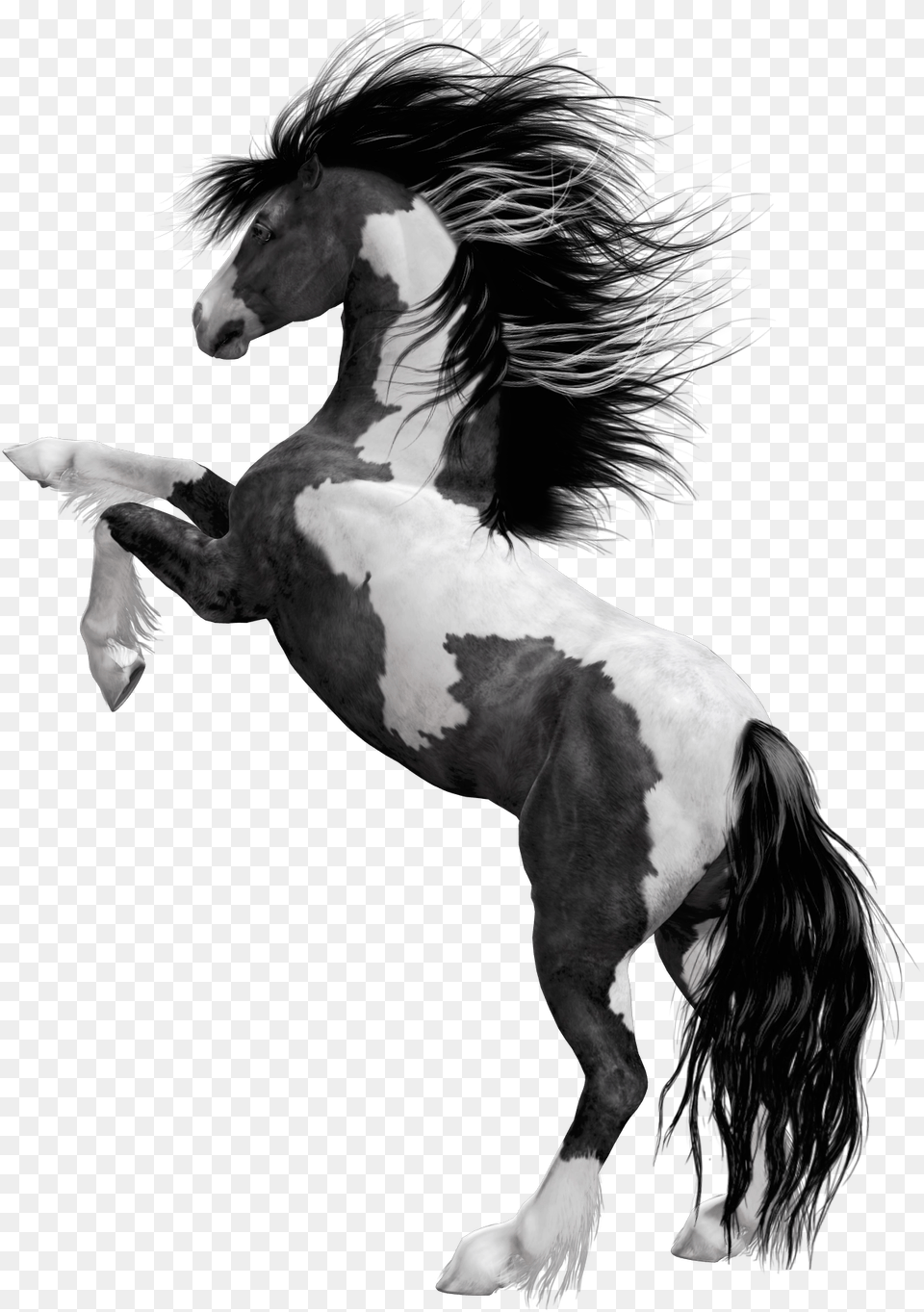 Download Black White Horse Horse With Black And White Mane, Animal, Colt Horse, Mammal, Stallion Free Png