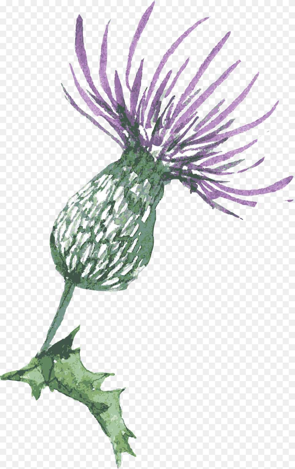 Blue Thistle Flowers Transparent Thistle Transparent Background, Flower, Plant Free Png Download