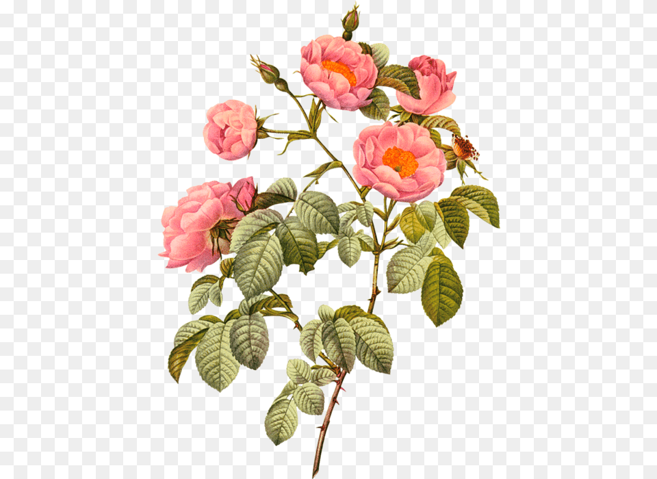 Download Free Botany Plant Flower Illustration Flowering Botanical Illustration Botany Flower, Geranium, Leaf, Petal, Rose Png Image
