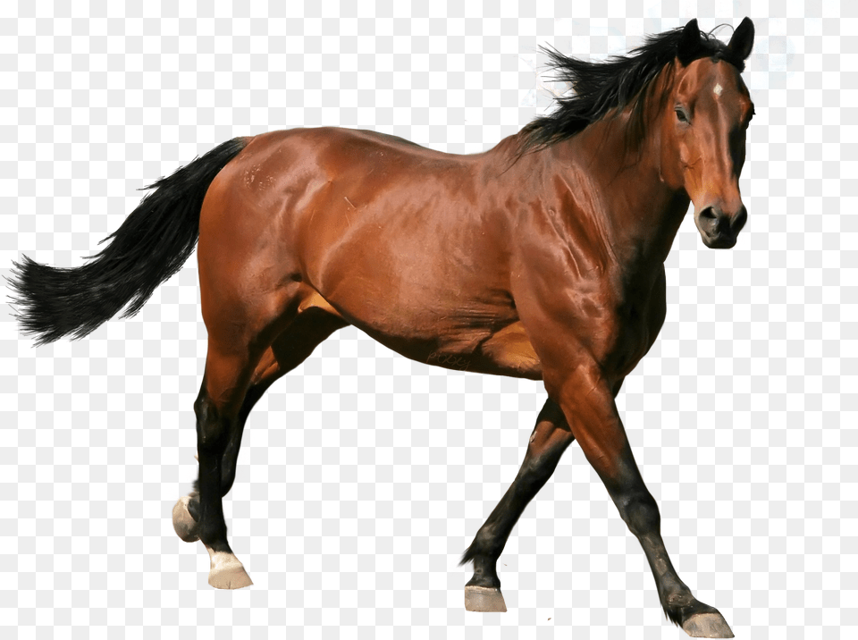 Download Free Caballo Brown Horse, Animal, Mammal, Stallion, Colt Horse Png