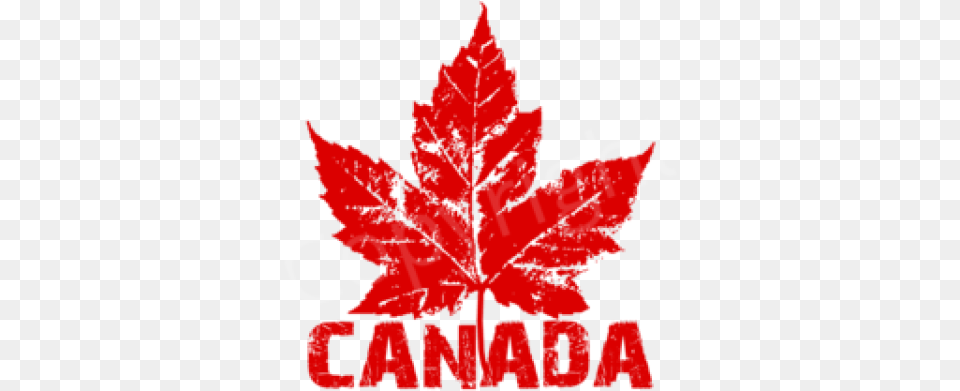 Download Canada Maple Leaf Stickers Canada, Plant, Tree, Maple Leaf, Dynamite Free Png