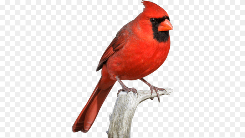 Download Cardinal Red Cardinal Bird, Animal Free Png