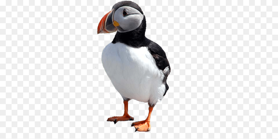 Download Free Carrefour Atlantic Puffins, Animal, Bird, Puffin, Beak Png