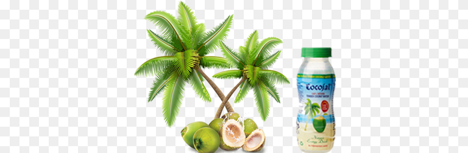 Download Cocojal Tender Coconut Water Cartoon Coconut Tree Transparent Background, Food, Fruit, Plant, Produce Free Png