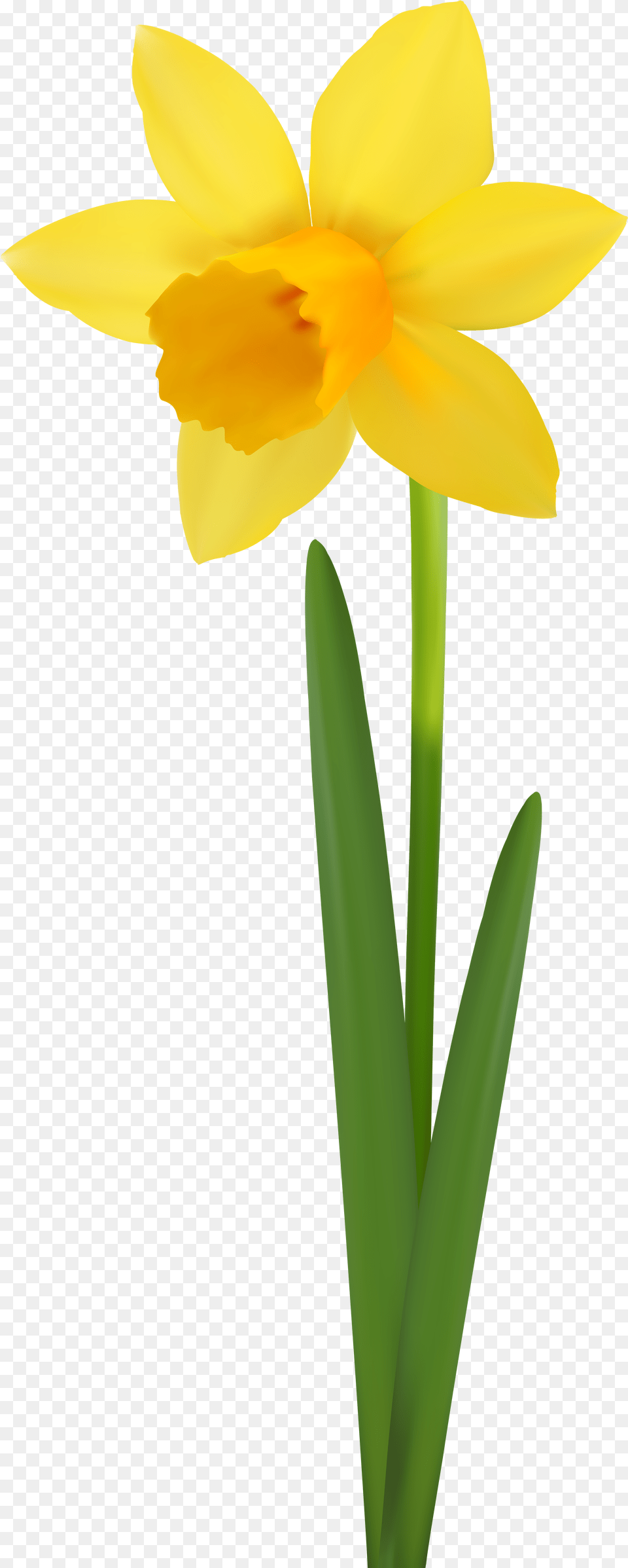 Daffodil Flower Transparent Image Transparent Daffodil Flower, Plant Free Png Download