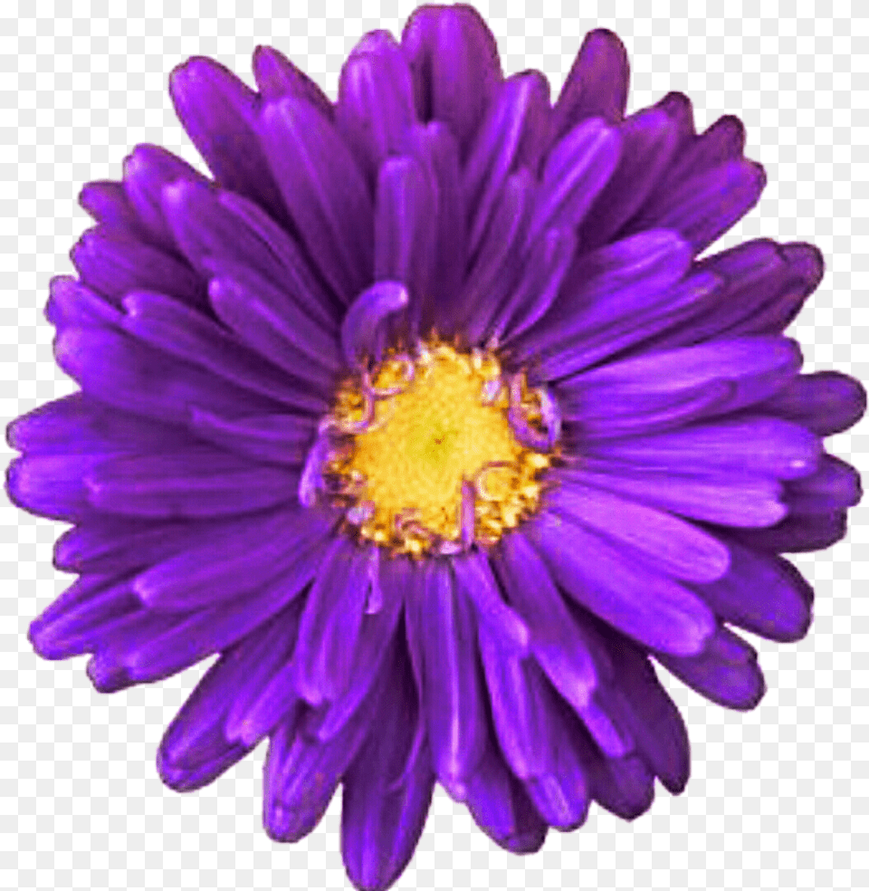 Daisy Purple Transparent Purple Daisy, Dahlia, Flower, Petal, Plant Free Png Download