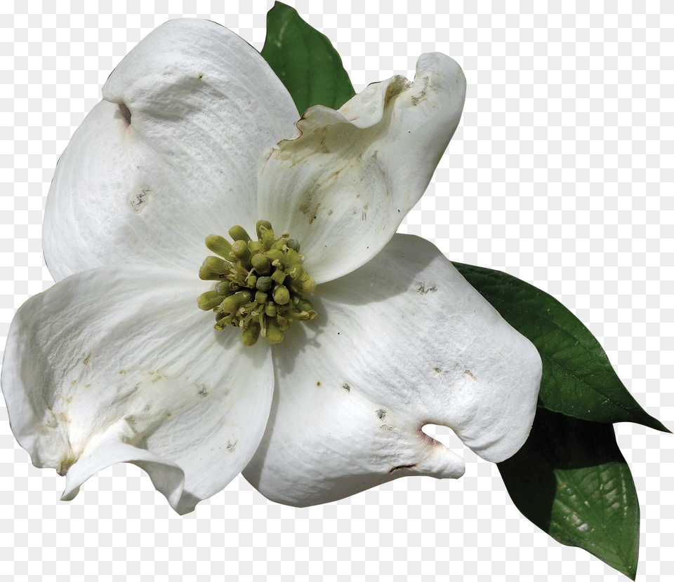 Download Dogwood Flower Flowering Dogwood Transparent Background, Petal, Plant, Pollen, Geranium Free Png