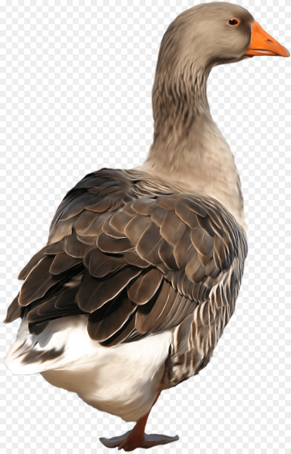 Download Free Duck Clip Art Duck, Animal, Bird, Goose, Waterfowl Png