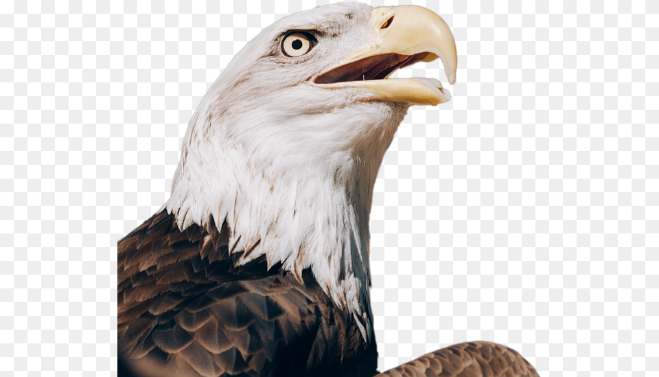 Download Free Eagle Transparent Images Transparent Bald Eagle Screaming Transparent Background, Animal, Beak, Bird, Bald Eagle Png