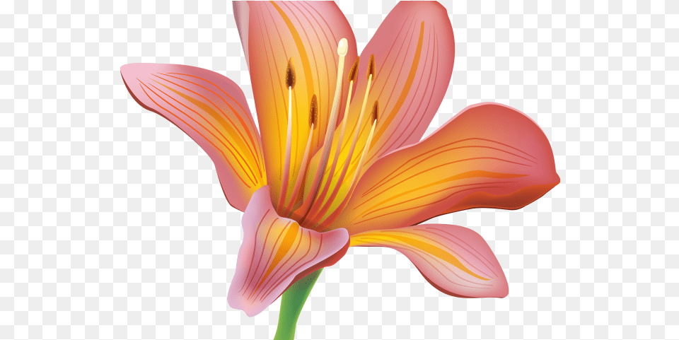 Download Easter Lily Clipart Lily Flower, Plant, Petal, Anther, Festival Free Png