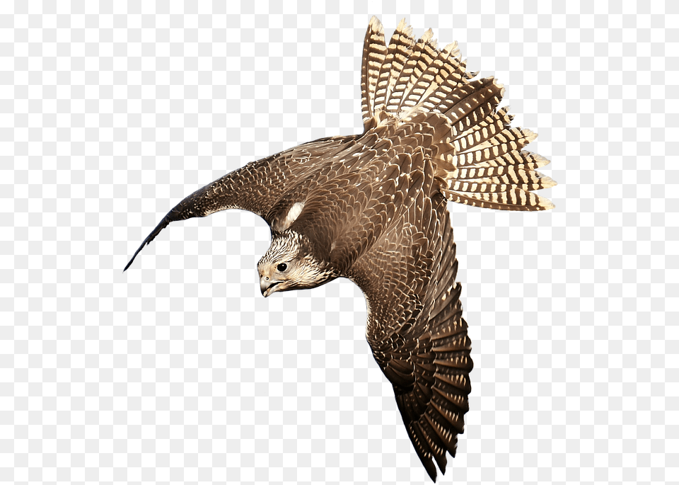Download Falcon Birds Transparent Images Transparent Bird Of Prey Transparent, Accipiter, Animal, Buzzard, Hawk Free Png