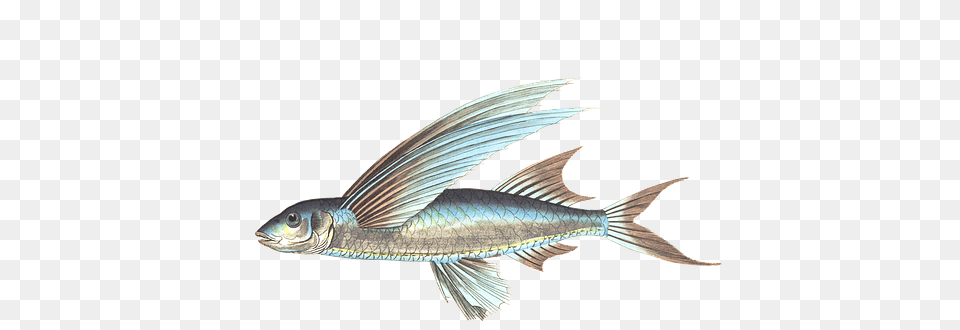 Download Fish Images Flying Fish, Animal, Food, Mullet Fish, Sea Life Free Transparent Png