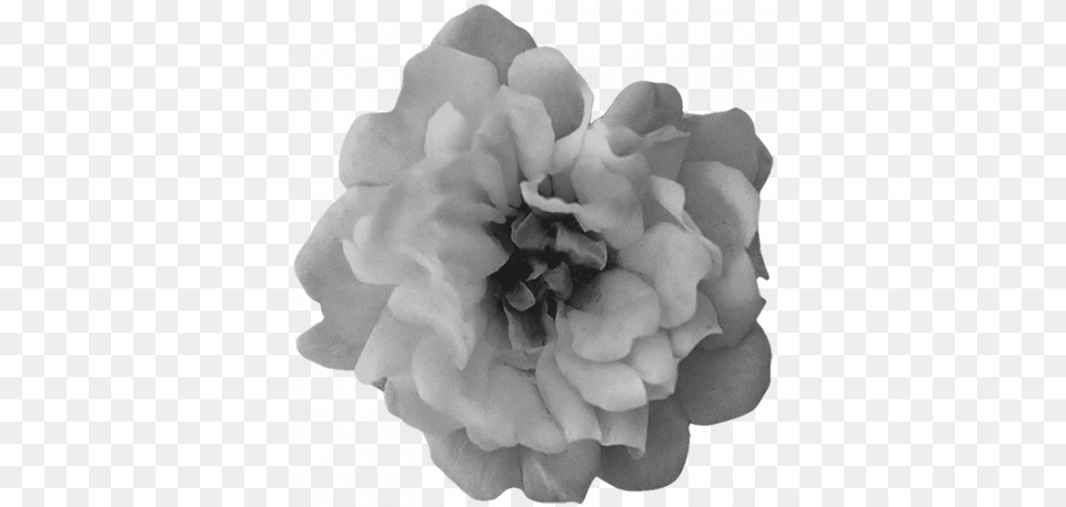 Download Free Flowers No21 Flower 3 Template Graphic Carnation, Petal, Plant, Geranium, Rose Png Image