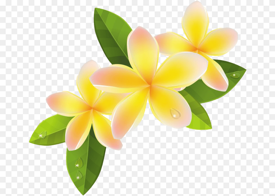 Download Frangipani File Dlpngcom Frangipani, Flower, Leaf, Petal, Plant Free Png