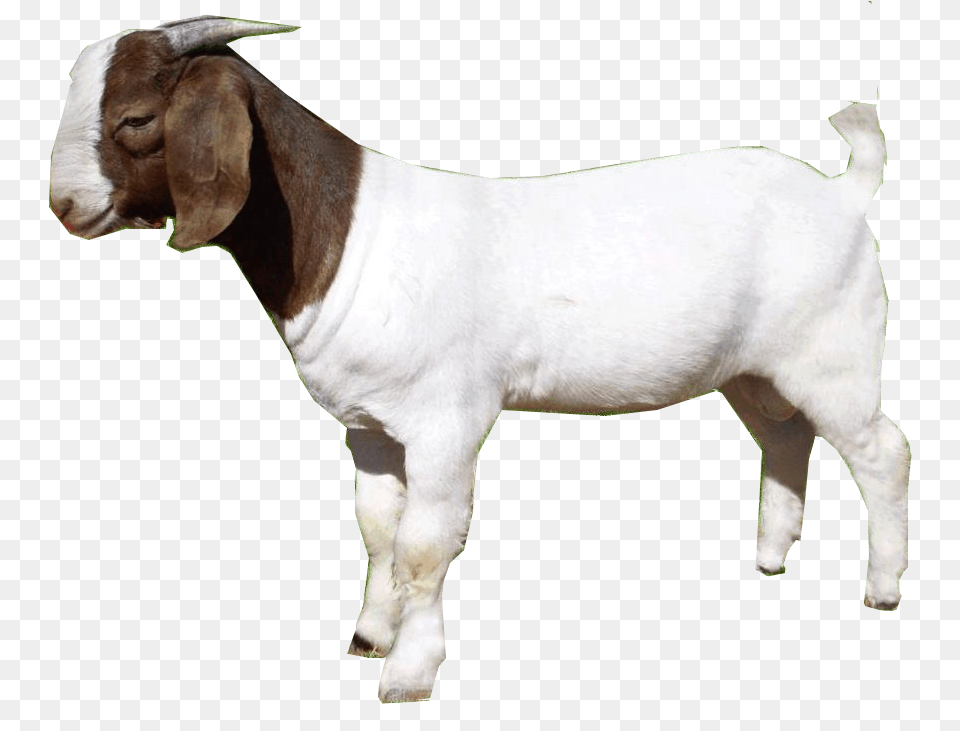 Download Goat Goat, Livestock, Animal, Mammal, Cattle Free Png