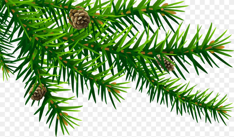 Download Green Pine Branch Pine Branch Clip Art Free Transparent Png