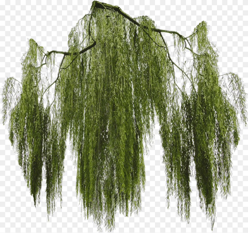 Download Free Hanging Moss Willow Tree Branch, Plant Png
