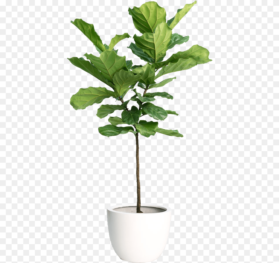 Download Hd Fiddle Leaf Fig Tree Fiddle Leaf Fig Fiddle Leaf Fig Tree, Plant, Potted Plant, Jar, Planter Free Png