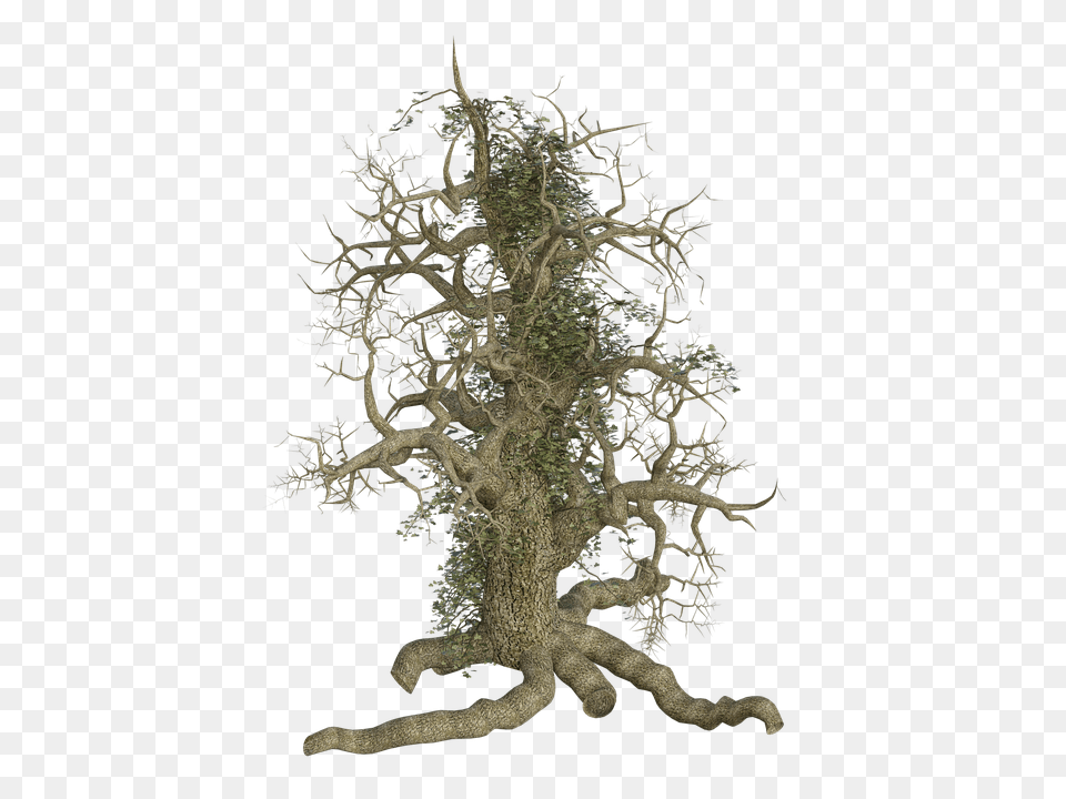 Download Hd Tree Log Old Root Creeper Ivy Creepy Tree Root In, Plant, Moss, Wood, Animal Free Transparent Png