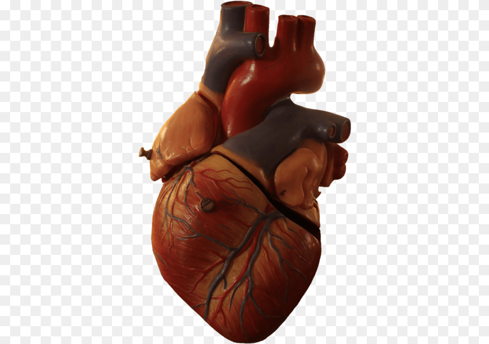 Heart Transparent Human Picture Real Heart Picture No Background, Body Part, Person, Torso, Finger Free Png Download