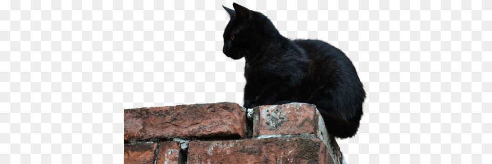 Download Free High Quality, Animal, Black Cat, Cat, Mammal Png Image