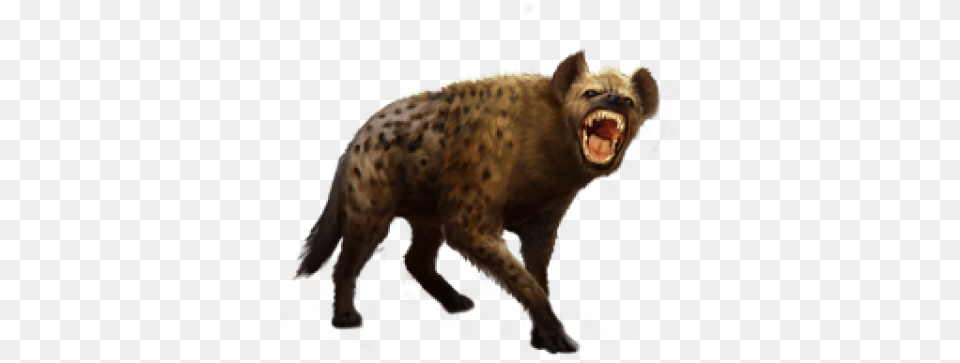 Download Free Hyena Photo Hyena, Animal, Bear, Mammal, Wildlife Png