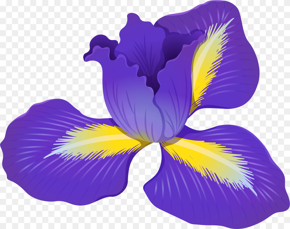 Download Free Iris Flower Clipart Gallery, Plant, Tree, Tree Trunk, Fir Png Image