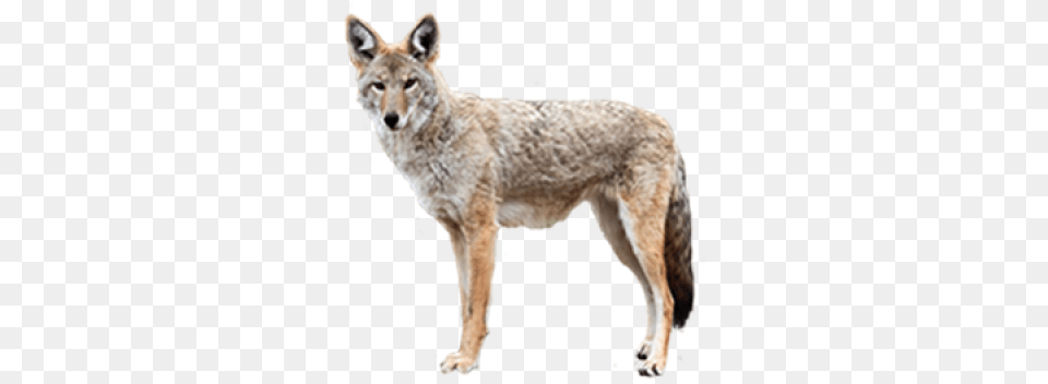 Download Jackal Jackal, Animal, Coyote, Mammal, Canine Free Png
