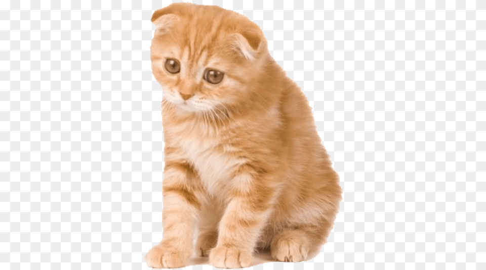 Download Kitten Clipart Sad Orange Scottish Fold Kittens Orange, Animal, Cat, Mammal, Pet Free Transparent Png