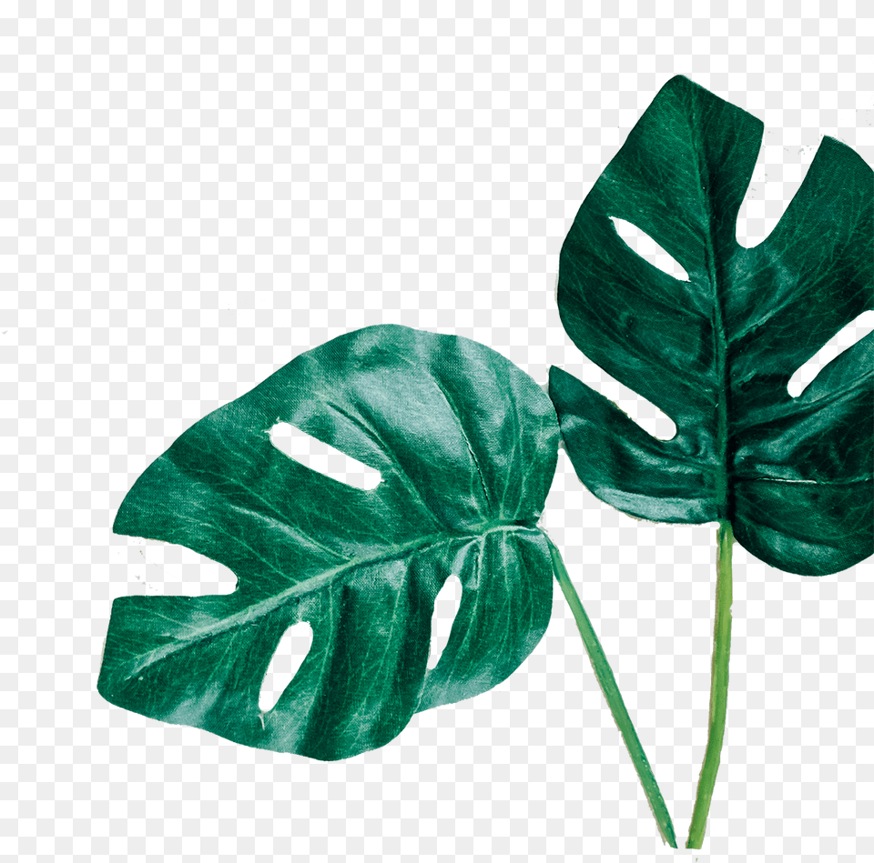 Download Leafs Leafs Minimal, Leaf, Plant, Flower, Person Free Transparent Png