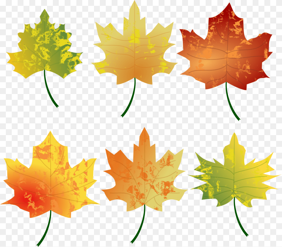 Download Leaves Leaves Clipart Autumn, Leaf, Plant, Tree, Maple Leaf Free Transparent Png
